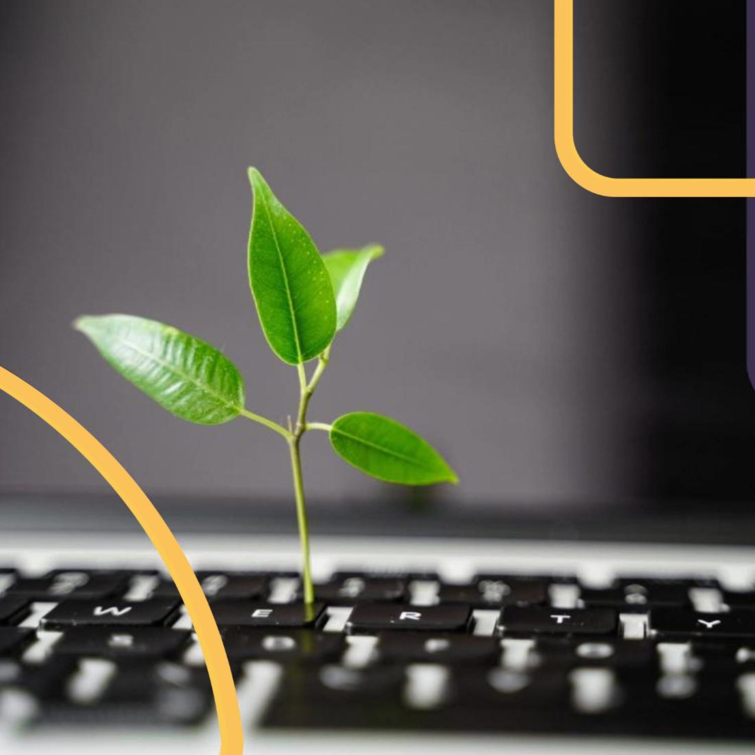 A plant grows out from a keyboard symbolizing how technology can be used in sustainability efforts.