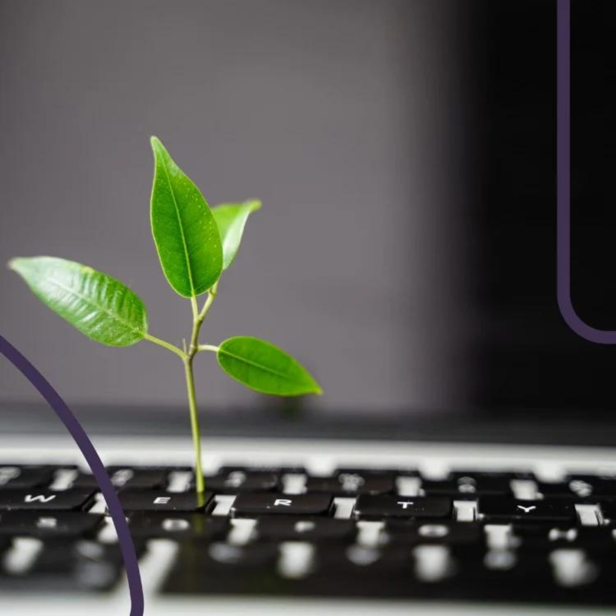 A plant grows out from a keyboard symbolizing how technology can be used in sustainability efforts.