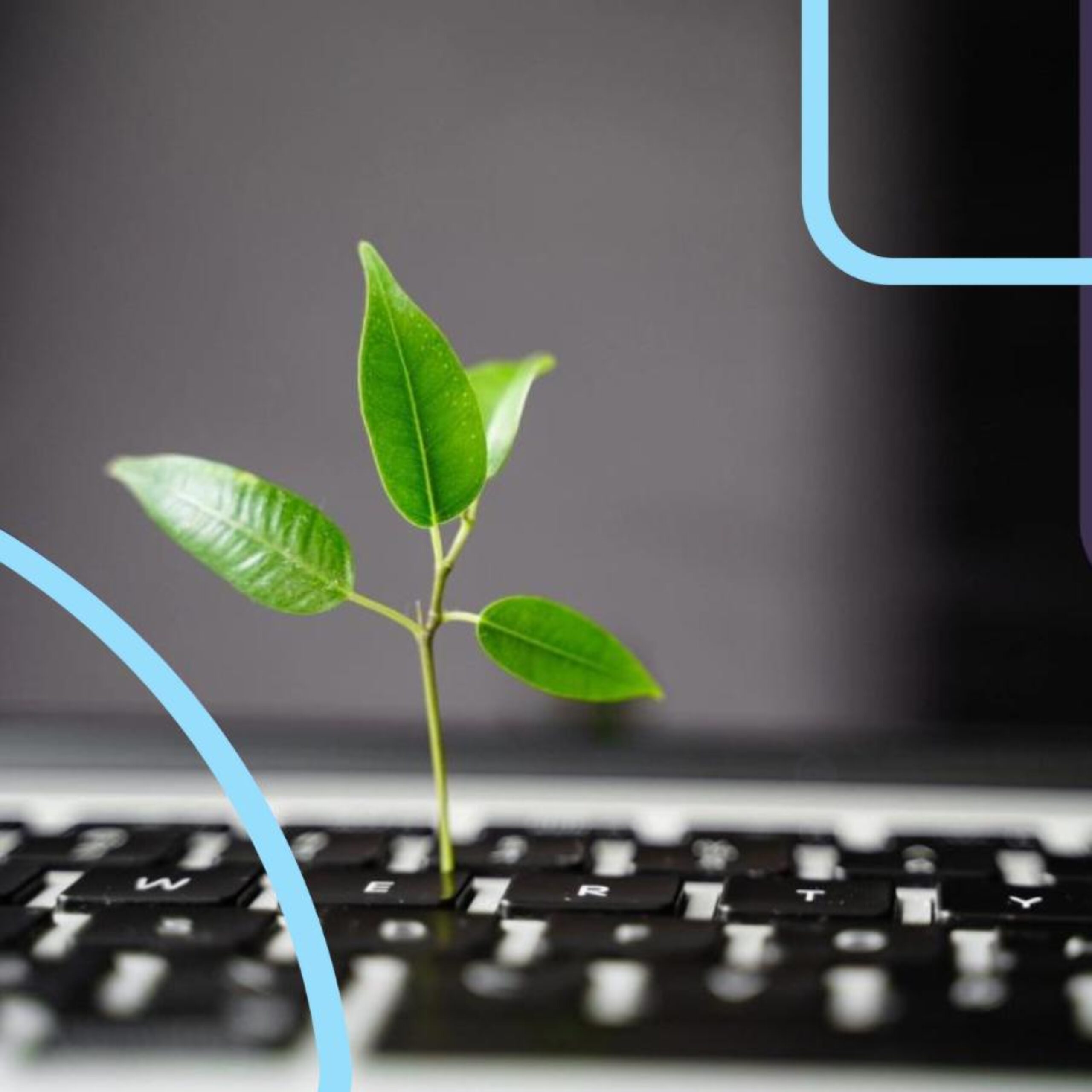 A plant grows out from a keyboard symbolizing how technology can be used in sustainability efforts.